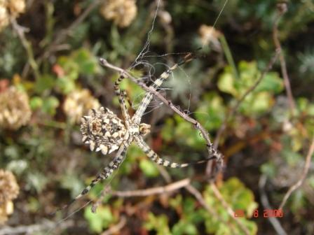 Argiope lobata